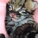 Illustration for article titled Important Developments in Cuteness: Ocelot Kitten